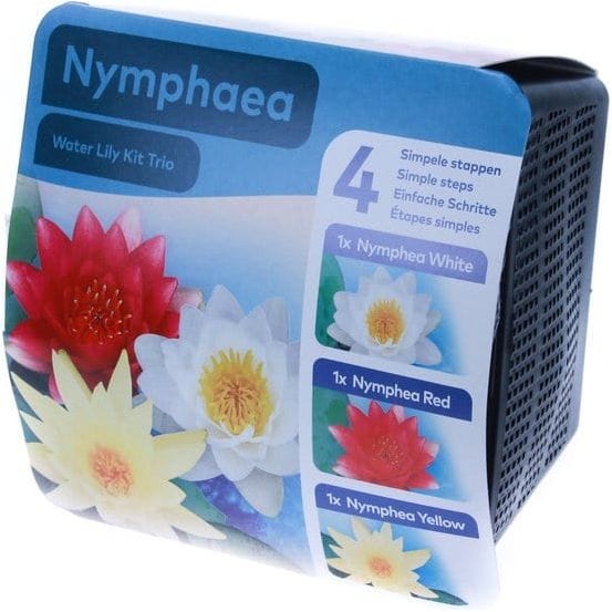 Aquipond Plantes aquatiques Anemopsis - En kit tout-en-un - Pot de 18CM