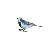 Bergeronnette grise "chante" — AP11001c