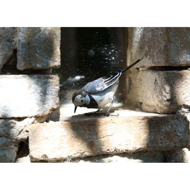 Bergeronnette grise "picore" — AP11001p