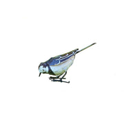 Bergeronnette grise "picore" — AP11001p