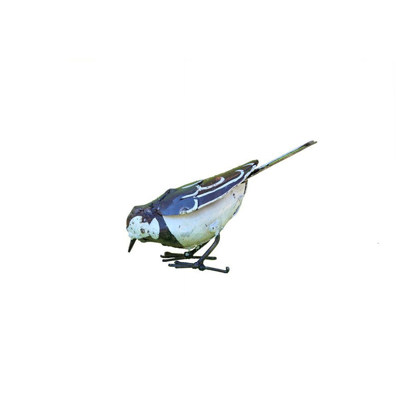 Bergeronnette grise "picore" — AP11001p