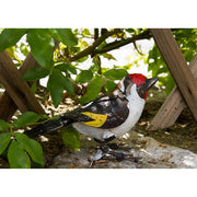 Chardonneret élégant "chante" — AP11006c