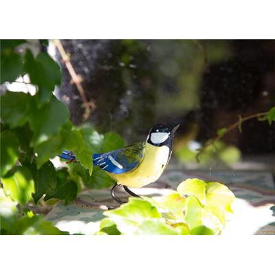 Mésange charbonnière "chante" — AP11008c