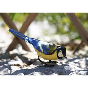 Mésange charbonnière "picore" — AP11008p