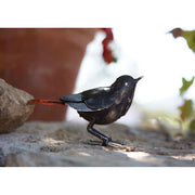Rougequeue noir "chante" — AP11014c