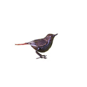 Rougequeue noir "chante" — AP11014c
