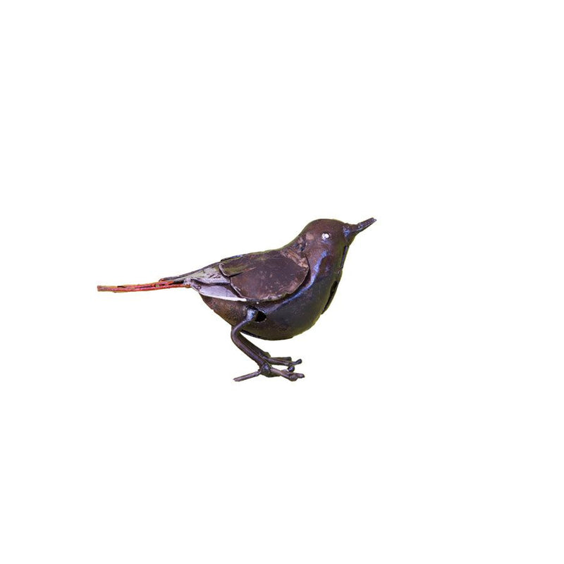Rougequeue noir "chante" — AP11014c