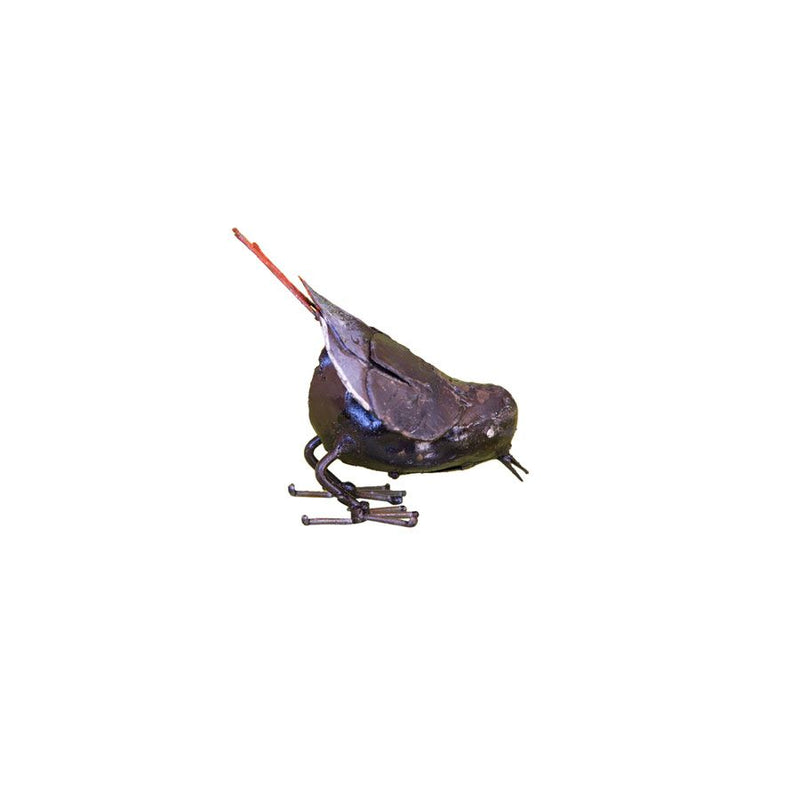 Rougequeue noir "picore" — AP11014p