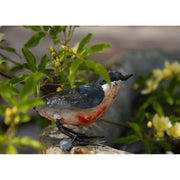 Sittelle Torchepot "chante" — AP11015c