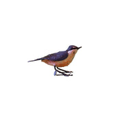 Sittelle Torchepot "chante" — AP11015c