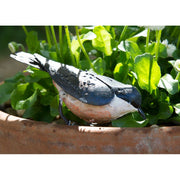 Sittelle Torchepot "picore" — AP11015p