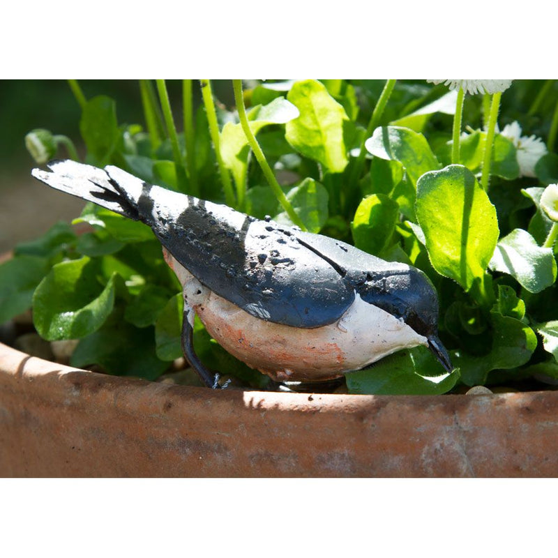 Sittelle Torchepot "picore" — AP11015p