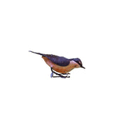Sittelle Torchepot "picore" — AP11015p
