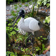 Ibis sacré — AP12006