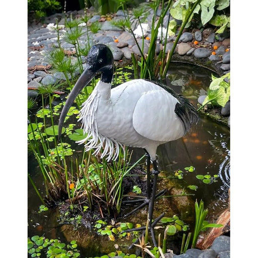 Ibis sacré — AP12006