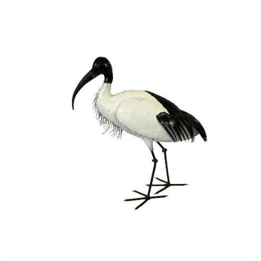 Ibis sacré — AP12006