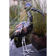 Ibis falcinelle — AP12006A