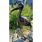 Ibis falcinelle — AP12006A