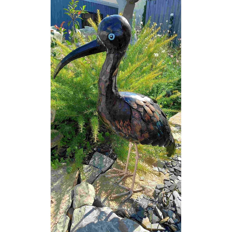 Ibis falcinelle — AP12006A