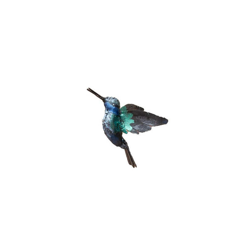 Colibri étincelant — AP12009