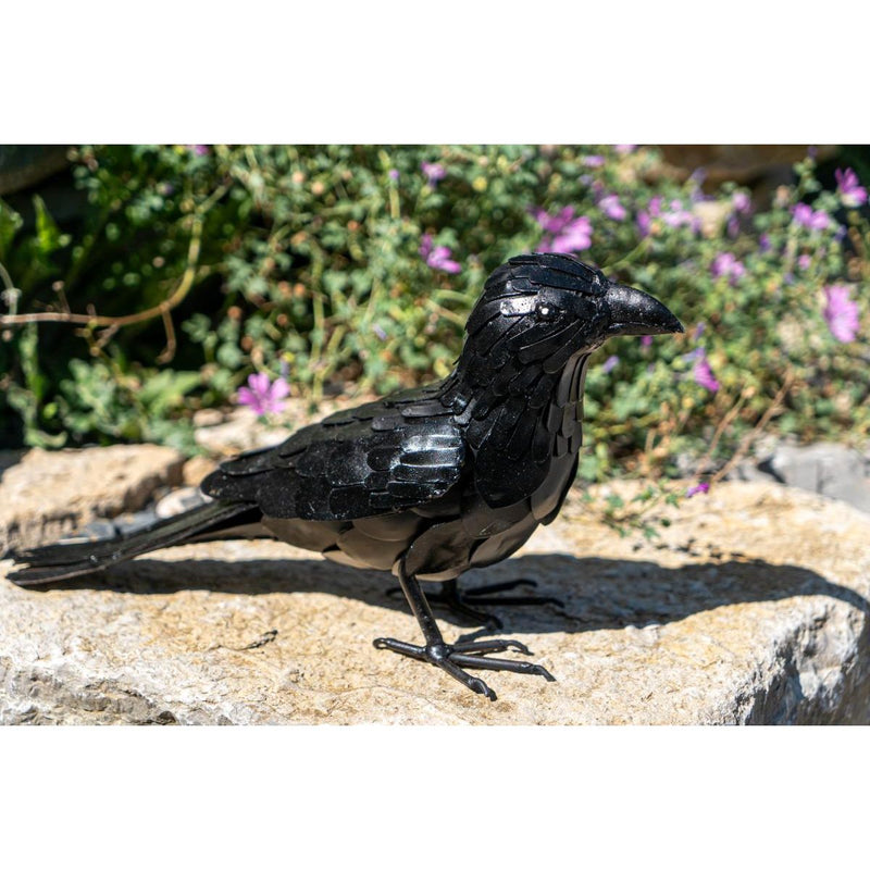 Corbeau freux — AP12014