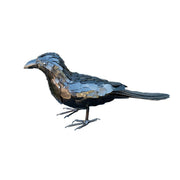 Corbeau freux — AP12014