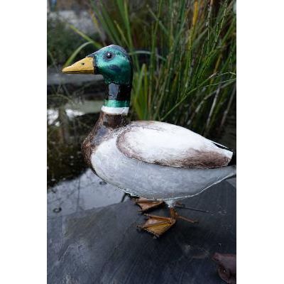 Canard colvert — AP13001