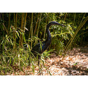 Aigrette à gorge blanche droite — AP14005