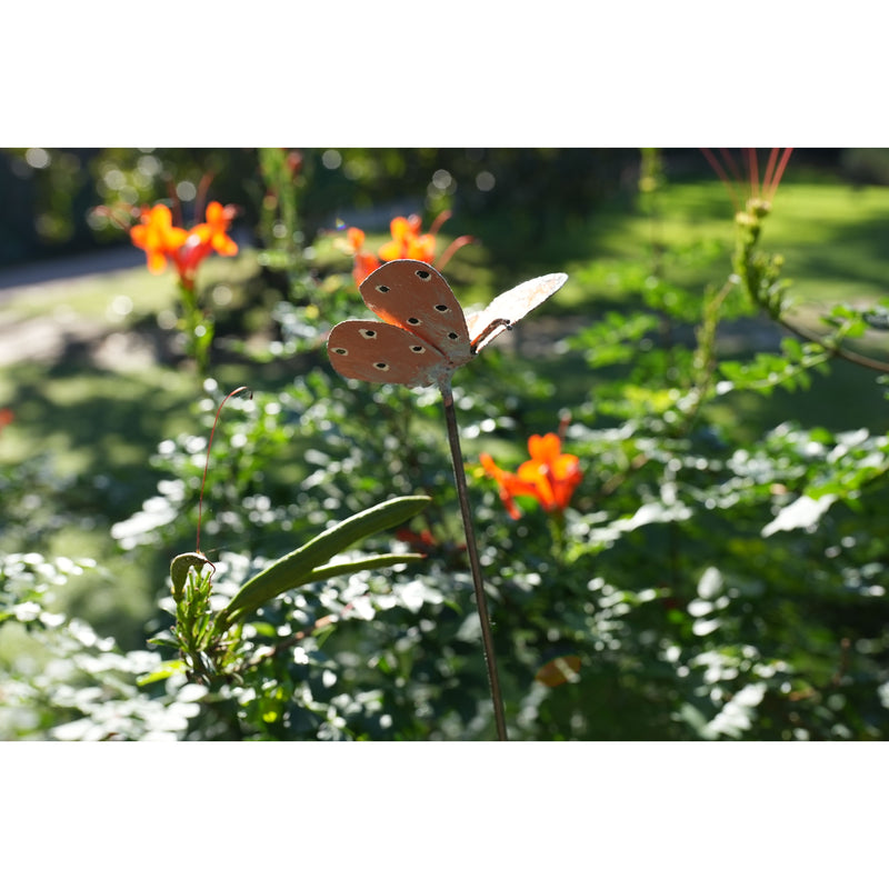 Tuteur papillon Orange cuivré des marais — AP16007
