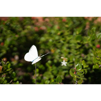Tuteur Papillon Piéride du Chou (blanc) — AP16008