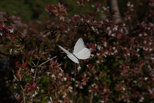 Tuteur Papillon Piéride du Chou (blanc) — AP16008