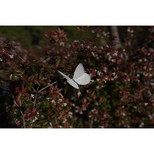 Tuteur Papillon Piéride du Chou (blanc) — AP16008