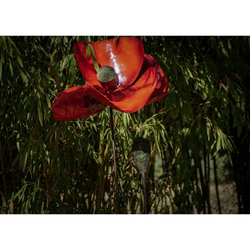 Coquelicot Rouge & bouton taille XL — AP180002