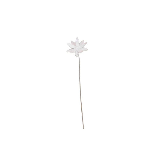 Nigelle de Damas — AP18004(1)
