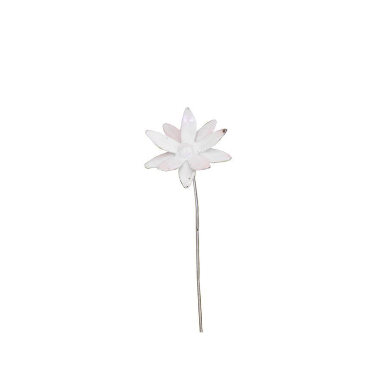 Nigelle de Damas — AP18004(1)