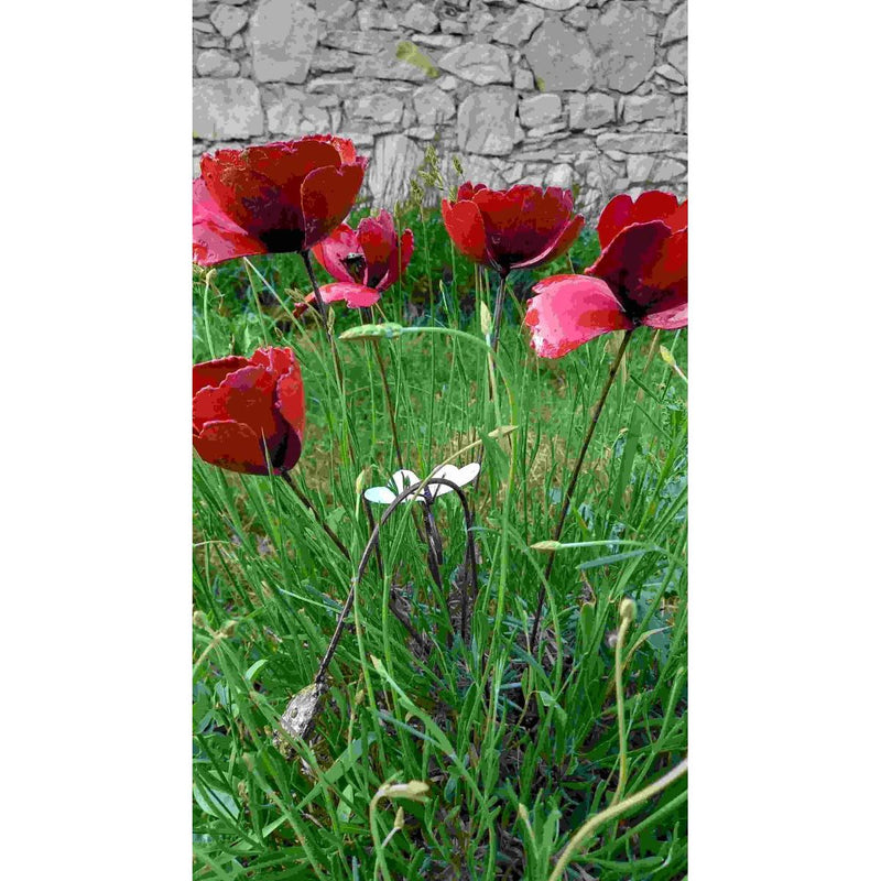 Coquelicot rouge (à l'unité) sans bouton — AP18011(1)