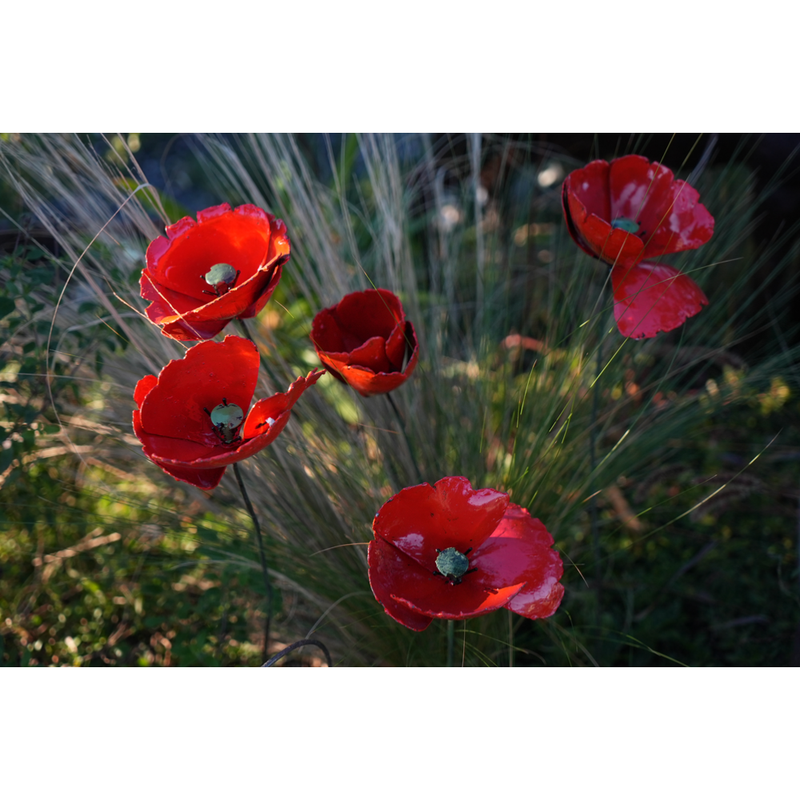 Coquelicots Rouges - Bouquet de 5 + 1 bouton — AP18011