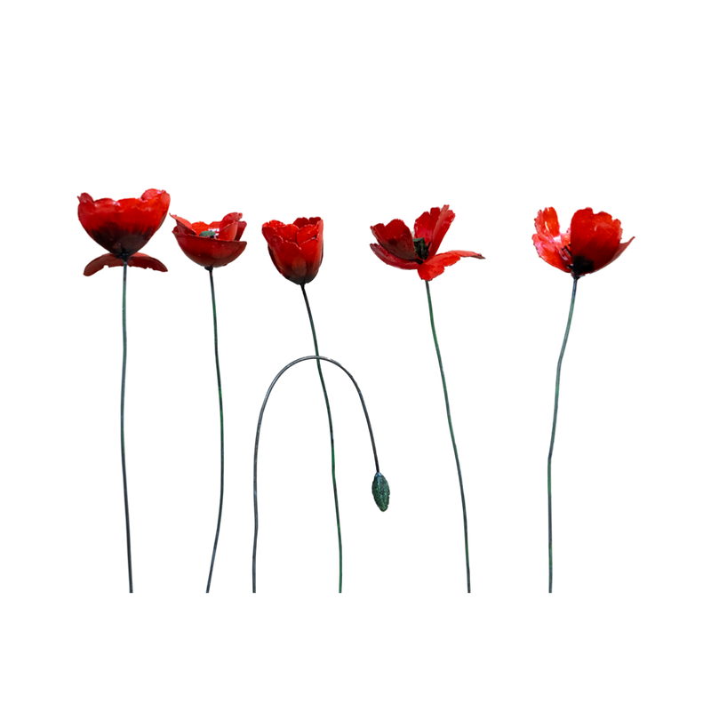 Coquelicots Rouges - Bouquet de 5 + 1 bouton — AP18011