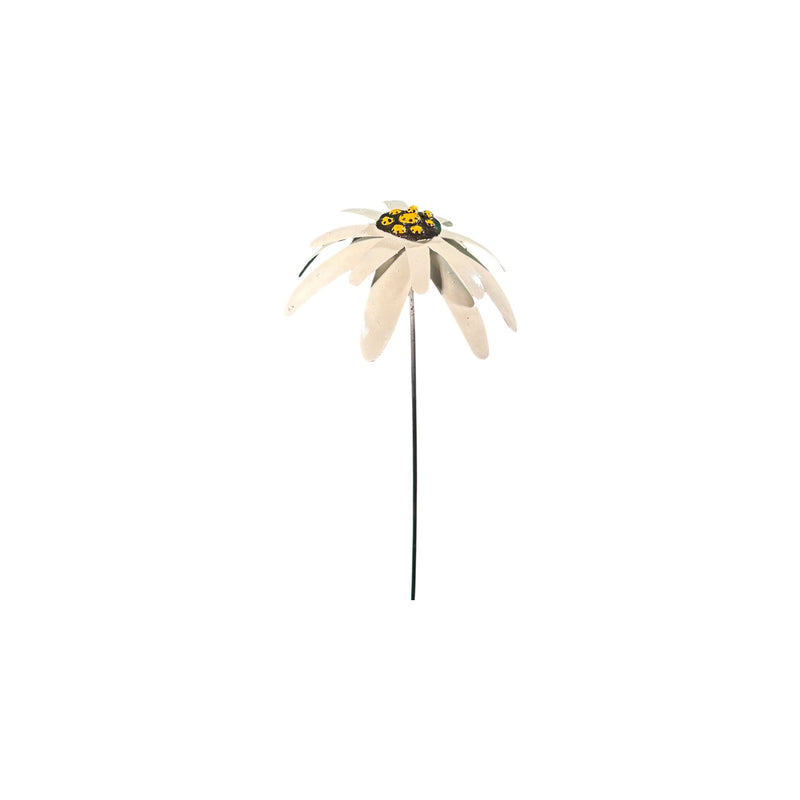 Edelweiss — AP18018