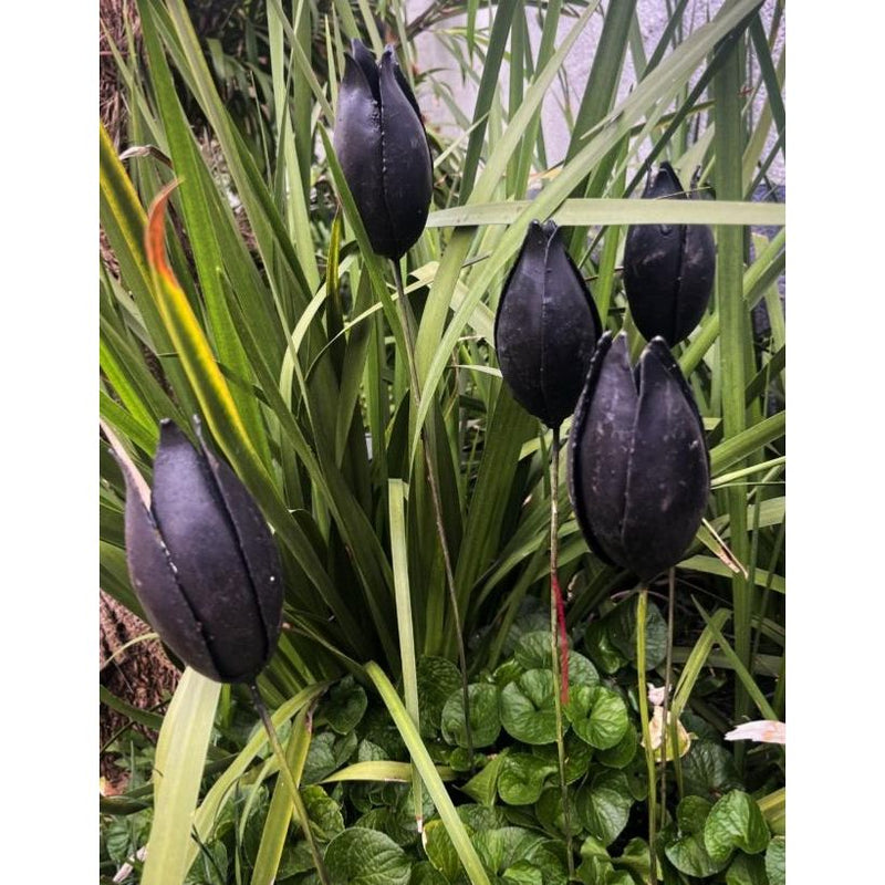 Tulipe noir mat (à l'unité) — AP18019(1)