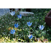 Campanule bleue (à l'unité) — AP18022(1)