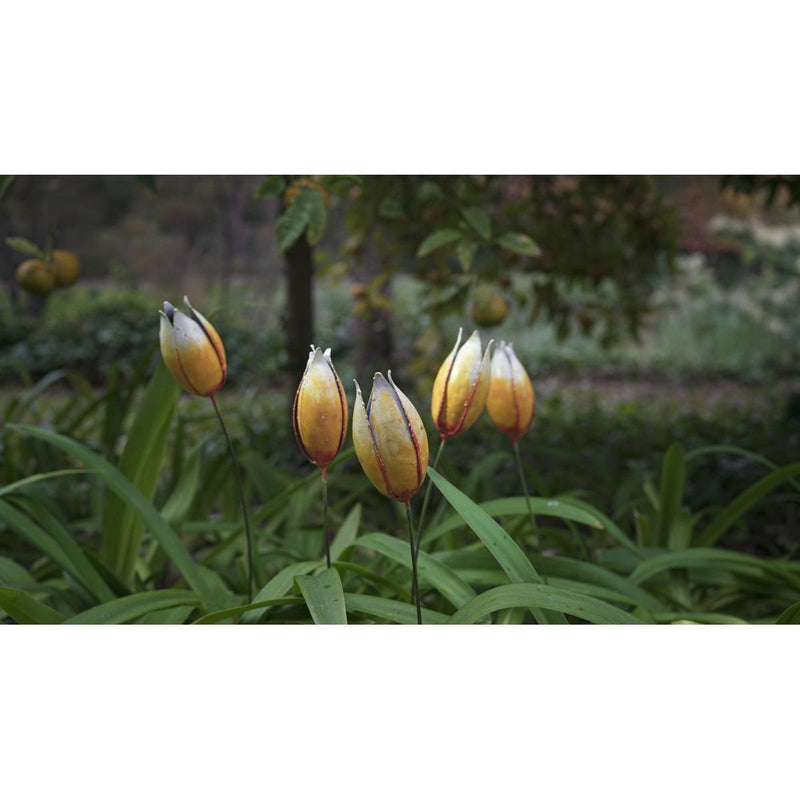 Tulipe couleur (à l'unité) — AP18023(1)