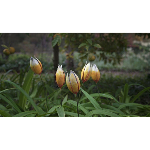 Tulipe couleur (à l'unité) — AP18023(1)