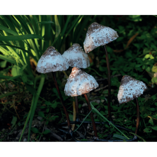 Champignon Psilocybe — AP18047