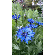 Bleuet - Bouquet de 5 + 1 bouton — AP18048