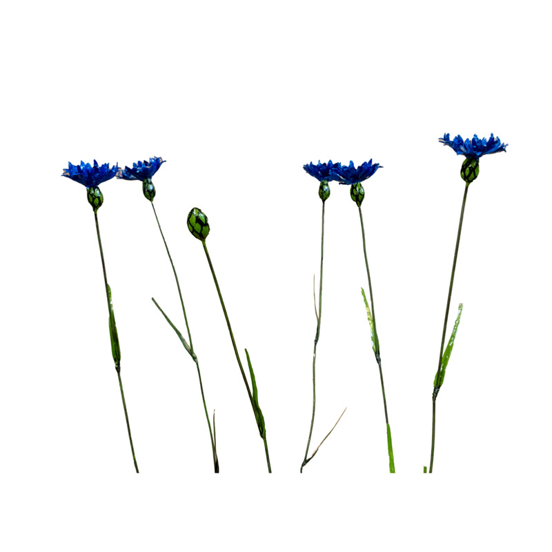 Bleuet - Bouquet de 5 + 1 bouton — AP18048