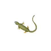 Lézard vert occidental rond — AP22007r