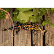 Salamandre tachetée droite — AP22014d