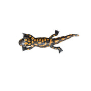 Salamandre tachetée droite — AP22014d