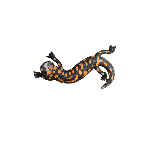 Salamandre tachetée ondulée — AP22014o